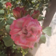 Damask Rose (25).jpeg