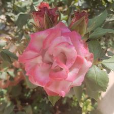 Damask Rose (29).jpeg