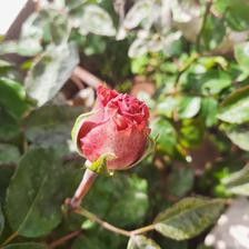 Damask Rose (3).jpeg