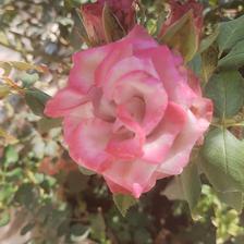 Damask Rose (30).jpeg