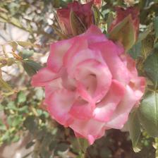 Damask Rose (32).jpeg