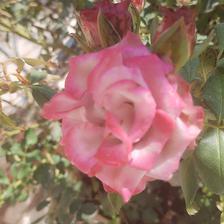 Damask Rose (33).jpeg