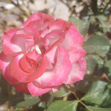Damask Rose (38).jpeg
