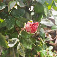 Damask Rose (4).jpeg