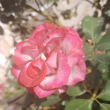 Damask Rose (41).jpeg