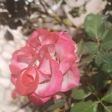 Damask Rose (42).jpeg