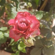 Damask Rose (1).jpeg