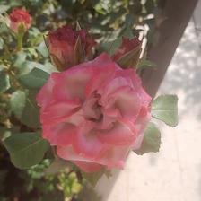 Damask Rose (100).jpeg