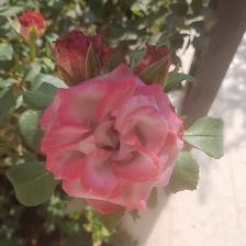 Damask Rose (104).jpeg