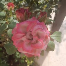 Damask Rose (105).jpeg