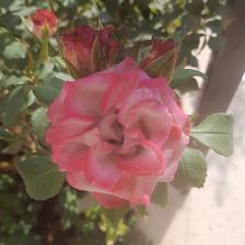 Damask Rose (107).jpeg