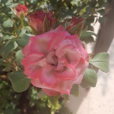 Damask Rose (108).jpeg