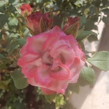 Damask Rose (113).jpeg