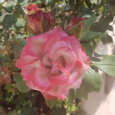 Damask Rose (116).jpeg