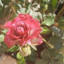 Damask Rose (12).jpeg