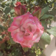 Damask Rose (120).jpeg