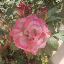 Damask Rose (121).jpeg