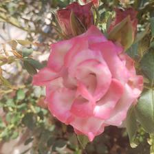 Damask Rose (139).jpeg
