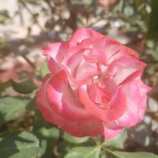 Damask Rose (142).jpeg