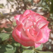 Damask Rose (143).jpeg
