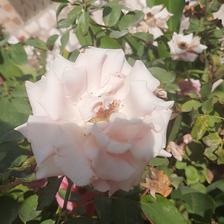 Damask Rose (107).jpeg