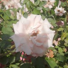 Damask Rose (109).jpeg