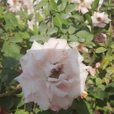 Damask Rose (111).jpeg