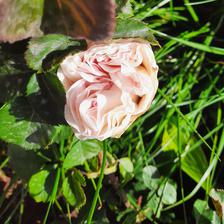 Damask Rose (12).jpeg