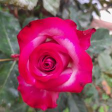 Damask Rose (1).jpeg