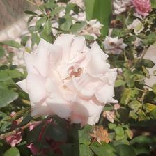 Damask Rose (104).jpeg