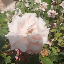 Damask Rose (106).jpeg