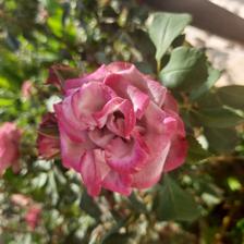 Damask Rose (17).jpeg