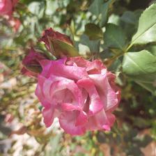 Damask Rose (18).jpeg