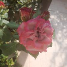 Damask Rose (20).jpeg