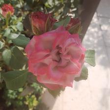 Damask Rose (23).jpeg
