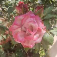 Damask Rose (28).jpeg