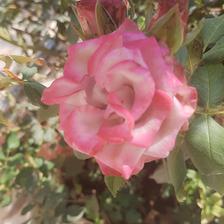 Damask Rose (31).jpeg