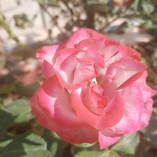 Damask Rose (34).jpeg