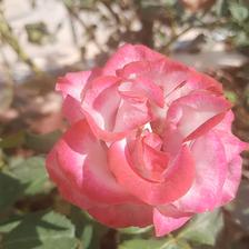 Damask Rose (35).jpeg