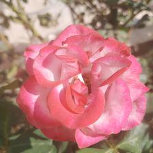 Damask Rose (36).jpeg