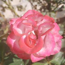 Damask Rose (37).jpeg