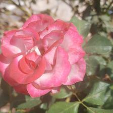 Damask Rose (39).jpeg