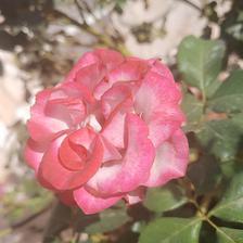 Damask Rose (40).jpeg