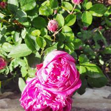 Damask Rose (10).jpeg