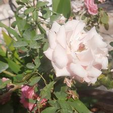 Damask Rose (100).jpeg