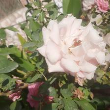 Damask Rose (102).jpeg