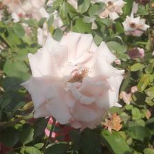 Damask Rose (108).jpeg