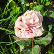 Damask Rose (14).jpeg