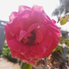 Damask Rose (2).jpeg