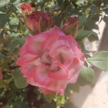 Damask Rose (26).jpeg